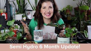Semi Hydro/Passive Hydro Houseplant Update: How to set up houseplants in LECA, clean, refill & more!
