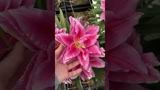 Wonderful pink lilies🩷 #flowers #lily #lilyflower #lilygarden #lilium #lilien #lilies #flowergarden