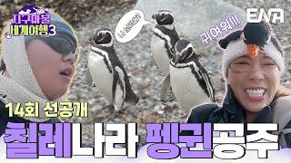 [14회 선공개] 여기도 펭귄 저기도 펭귄 펭귄 섬으로 놀러 간 가비와 곽튜브! #지구마불세계여행3