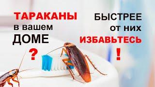 Как навсегда избавиться от тараканов. Быстро и безопасно вывести прусаков борной кислотой.