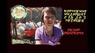 кормление  индюшат с 1,5 мес до 3 мес. обзор овоскопа.