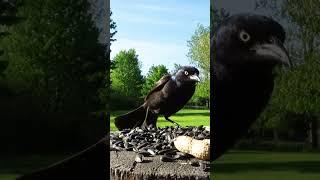 Cautious grackle isn't sure about the camera
