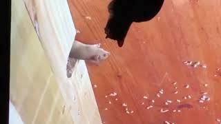 Cat vs TV rat