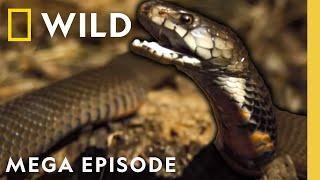 Ultimate Animal Countdown: Deadliest, Smelliest Animals on Earth | MEGA EPISODE | Nat Geo Animals
