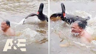 A Black Swan ATTACKS Man Swimming in Lake | Nature Gone Wild | A&E #shorts