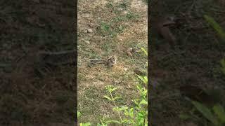 Hungry squirrel satiates its sugar cravings.
