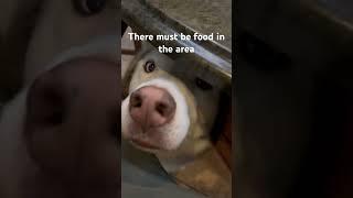 Husky begging expert #youtubeshorts #cute #husky #dogshorts #talkingdog #beggers #dogs #subscribe