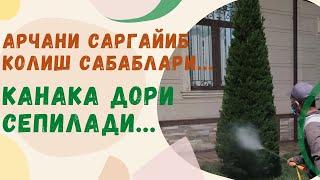 Арчага канака дорилар сепилади.|Каким лекарством опрыскивают можжевельник.