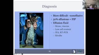 No Longer a Death Sentence: An Update on Feline Infectious Peritonitis (FIP)