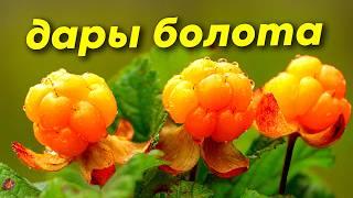 Пушица влагалищная, вахта трехлистная и царская ягода. Что можно найти на болоте