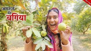 रास्ते में मिली अमरूद की बगिया उजाड़ दी || Shivani kumari