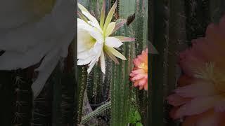 Trichocereus thelegonoides Hybrid #cactus #flowers #nature #echinopsis #gardening #cacti