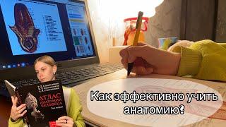 Как эффективно учить анатомию? // Как я учу анатомию? // Мои советы и способы