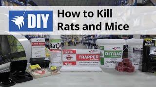 Rodent Control Overview - How to Kill Rats & Mice