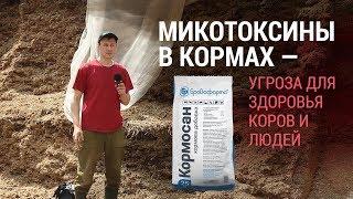 Микотоксины в кормах — угроза для здоровья коров и людей