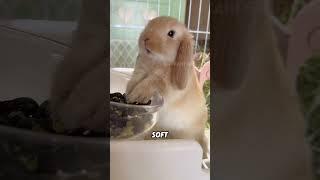Fluffy lip-eared rabbit#animals #funnyanimal #cute #rabbit