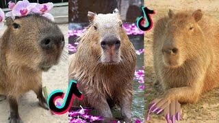 Capybara Tok | Viral CapybaraTikTok  Compilation