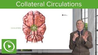 Collateral Circulations