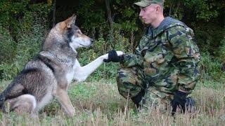 Пермские волкособы