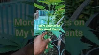 More UPDATE on my WEED plants