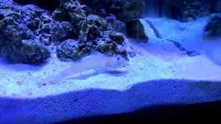 Diamond watchman goby eating / sifting Fiji pink sand. 90 gallon reef.