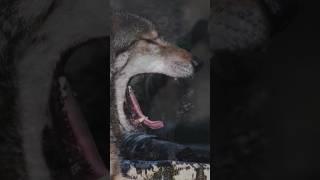 THE GRAY WOLVES. || Exploring the fascinating world. #shorts #wolf
