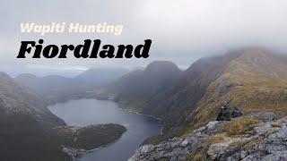 Wapiti Hunting Fiordland NZ