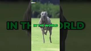 This Dog Can Outrun a Cheetah! #animals #fact #greyhound #cheetah