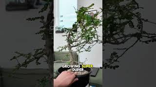 What do I do with this tree? 