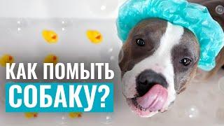 КАК ПОМЫТЬ СОБАКУ? Подготовка к купанию и выбор косметических шампуней