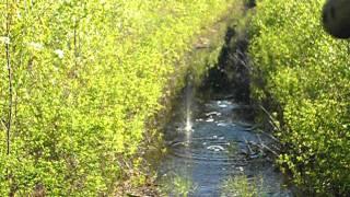 Crosman c11 Shooting in the water