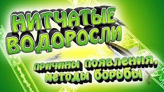 Нитчатые водоросли! - Причины появления. Как побороть нитчатку?