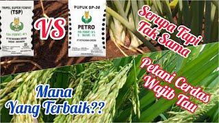 The Differences And Similarities Of TSP And SP-36 Fertilizers That You Need To Know Types Of Plants.