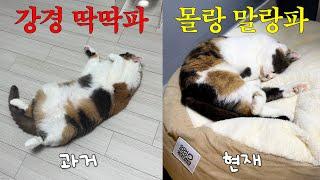 대쪽 같던 취향 6년 만에 바뀐 고양이