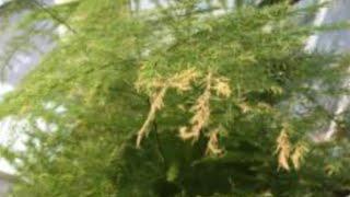 Fern Browning, asparagus fern browning, how to bring back your asparagus fern and why it’s browning!