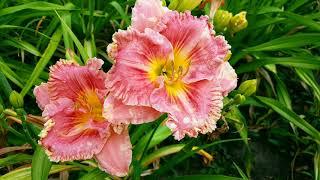 Лилейник Ladybug Sweet_ Daylily (Hemerocallis 'Ladybug Sweet')