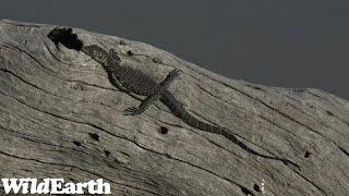 WildEarth - Sunrise Safari - 12 April 2023