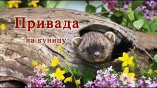 Привада на куницу. 100% способ поймать куницу.