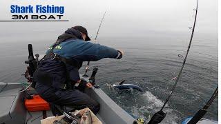 Sea Fishing UK - Blue Shark Fishing On a 3m Boat - We Land A Monster