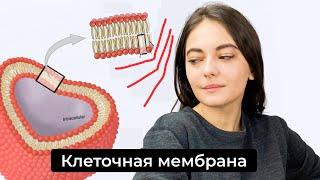 Строение клеточной мембраны