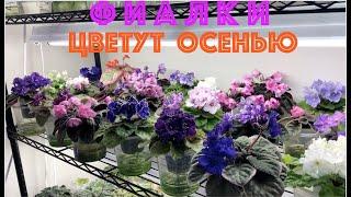 ФИАЛКИ цветут осенью. Обзор сортов. AFRICAN VIOLETS in bloom. Types review.