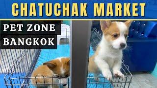 Cute Pets Everywhere! Chatuchak Market Pet Zone, Jatujak Plaza