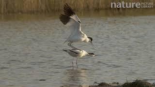 Pair of avocets courting and mating