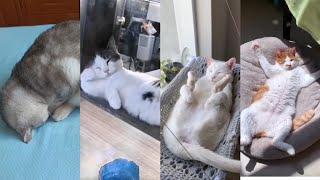 Weirdest Cat Sleeping Position - You Need To See!