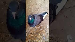Dadi kabuteri Andy pr bathi hai ️️#pigeon #aliwal #shortsvideo #kabutars