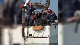 CESENATICO: Peschereccio cattura tartaruga liuto da 250 chili | VIDEO