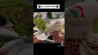 Allahin Yaratdigi Butun Canlilara Qarsi Merhemetli Olmaq Lazimdir Allah Canlilara Merhemetlidir 