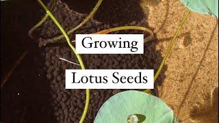 Growing Lotus Seeds / Care 🪷 #lotusseed #lotus #houseplants #plants #indoorplants #aquaticplants