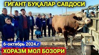 ГИГАНТ БУҚАЛАР САВДОСИ ХОРАЗМ МОЛ БОЗОРИ 6-октября 2024 г.