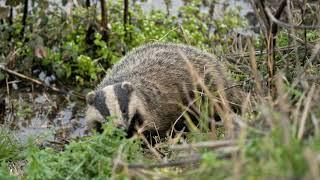 The Sinister Secrets of Badgers